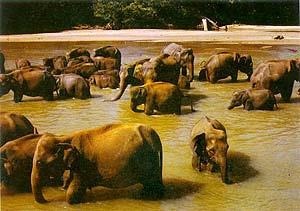 Elephant Orphanage Pinnawela, Sri Lanka The