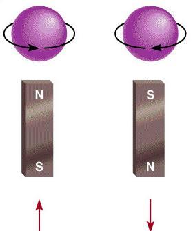 The spin quantum number m s does not relate to where an electron is likely to be found in space.
