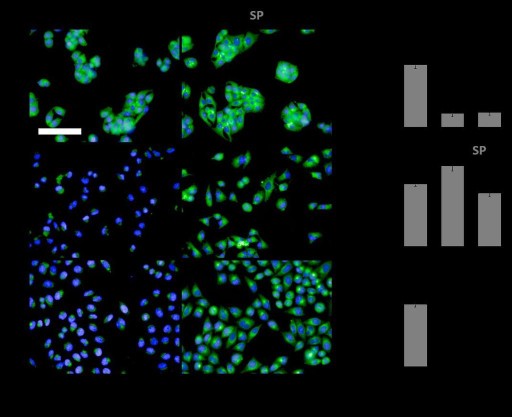 Supplementary Figure 6. Receptor-targeting cell imaging of glycoprobes.