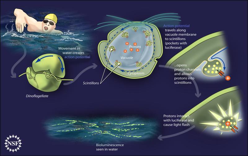 bioluminescence Bioluminescence: Explanation for Glowing Seas Suggested According to the study, here is how the light-generating process in dinoflagellates may work: As dinoflagellates float,