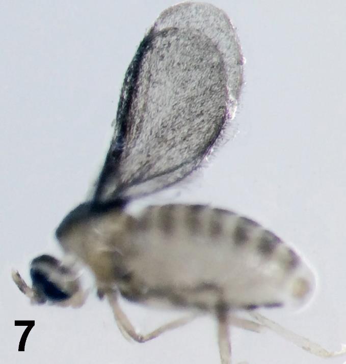 670 ASSOCIATION OF GALL MIDGES WITH A SLIME MOLD Fig. 7. Undetermined Cecidomyiidae bred from F. candida, with focus on wings. regions requires further study.