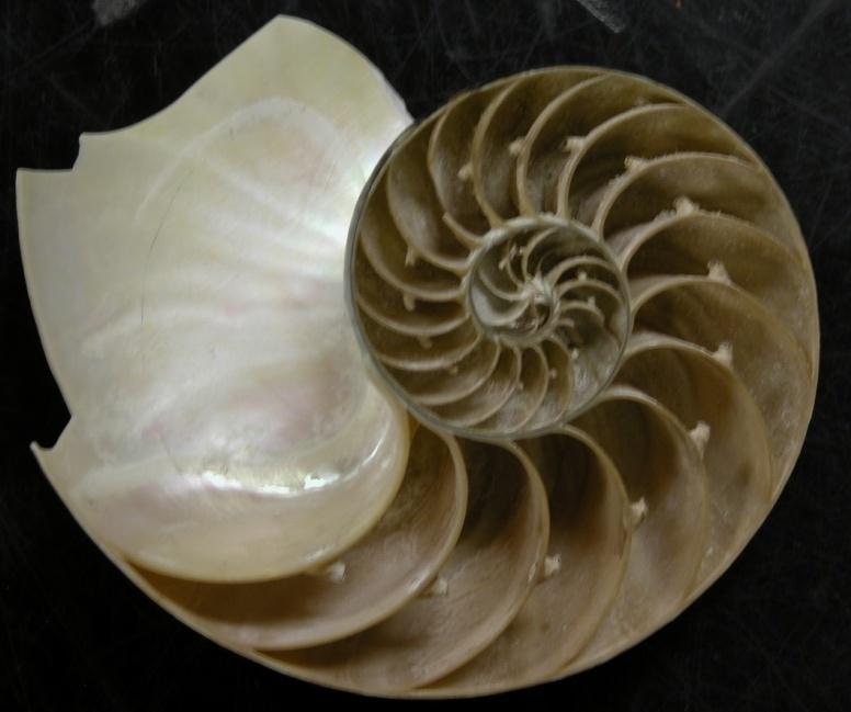 Tannuella to Knightoconus to Plectronoceras Modern Nautilus, showing chambers and connecting tube Cap-shape to cephalopod
