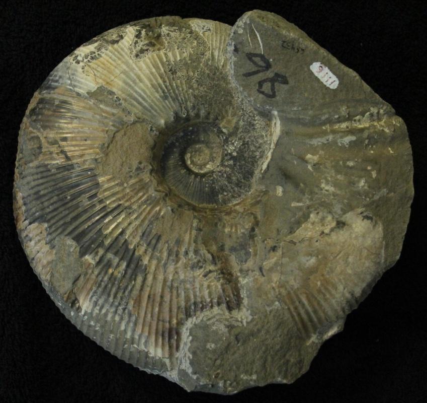 While dinosaurs diversified on land, ammonites and large bivalves were
