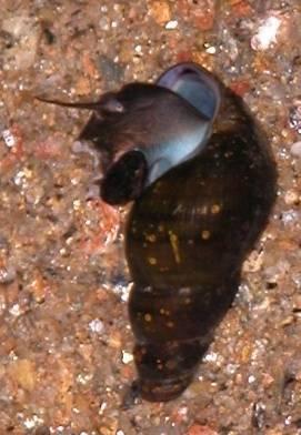 What is a mollusk? Snails, slugs, clams, octopi, squid, etc.