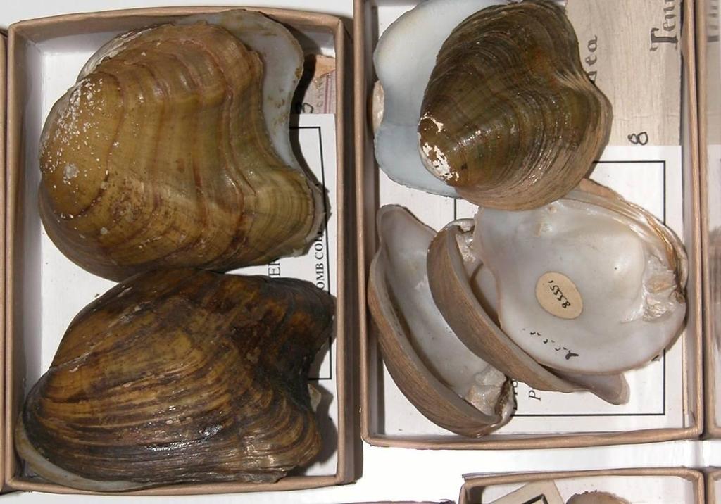 Conclusions Mollusks are a fascinating, important, and sometimes imperiled part of creation We have much data, but also much to do, in understanding