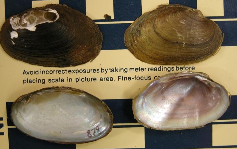 Tennessee had the second highest freshwater mollusk diversity in the world (after Alabama) > 115 mussel species ~ 100 freshwater snails Diverse temperate landsnail fauna.