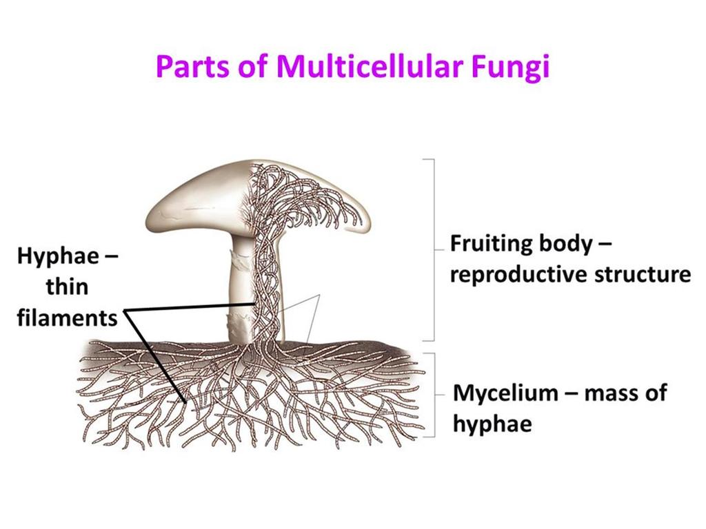 All the hyphae in a mushroom