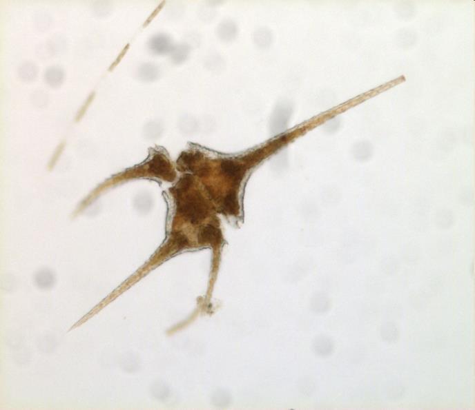 Dinoflagellates Biflagellated (90 )