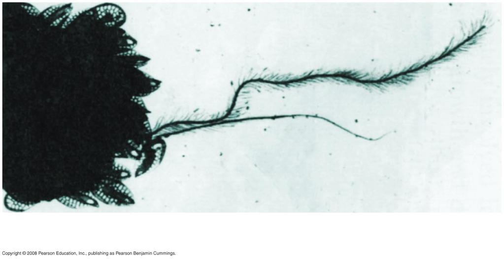 Fig. 28-12 Stramenopile flagella