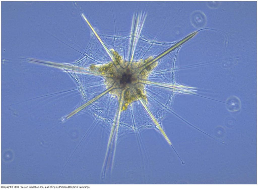 Rhizarians amoebas Radiolarians, foraminiferans (forams) & cercozoans Psuedopodia (locomotion &