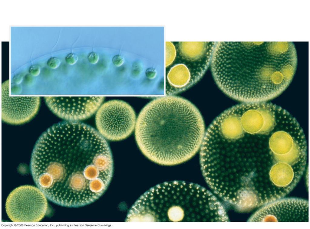 Fig. 28-03j 20 µm Green Algae Chlorophyta Fresh