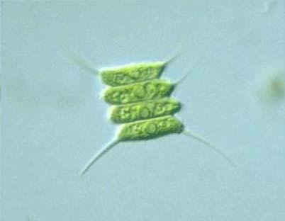 Algae (also important to look at) Single celled