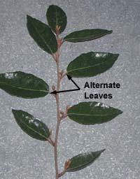 Leaf Arrangement Alternate - the pattern of leaf arrangement in which
