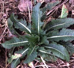 Leaves are attached around the a very short stem located just below the