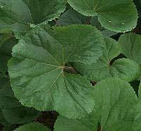 Leaf Margin Smooth: A leaf edge