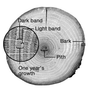 Trees and absolute dating What tree rings can tell us One tree ring equals one year Very old trees Tree-ring dating If you look at a log of wood, you will notice circular layers called tree rings