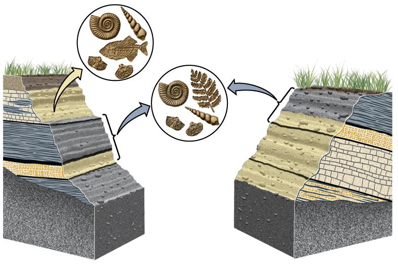 Stratigraphy and fossils Key Figure 8.