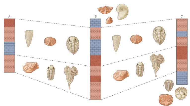 FUNDAMENTAL PRINCIPLES OF RELATIVE DATING 6) Fossil succession - Stratigraphic layers of the same age contain the same