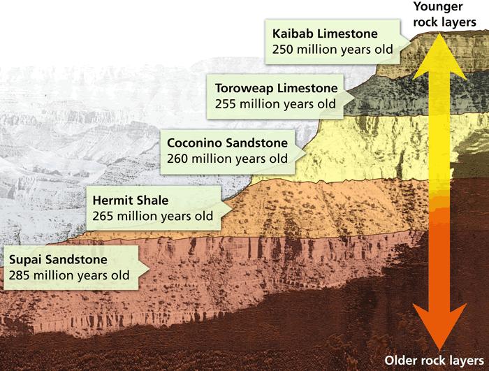 - The Relative Age of Rocks The Position of Rock Layers According to the law of superposition, in horizontal sedimentary rock layers,