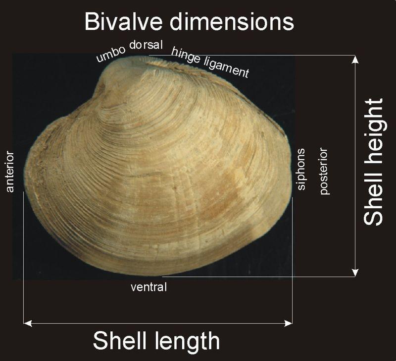 origin of fossils Leonardo da Vinci: Growth lines visible on fossils like