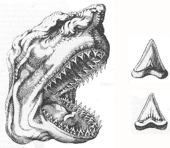 Origin of fossils Nicolas Steno laid down the basis of modern