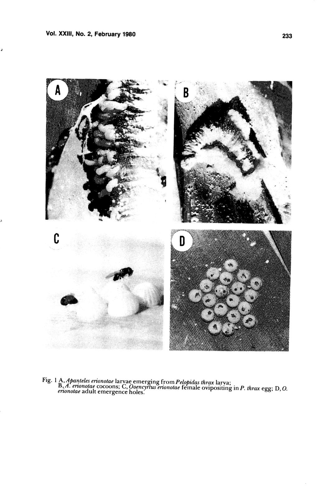 Vol. XXIII, No. 2, February 1980 233 Fig. 1 A, Apanteles erionotae larvae emerging from Pelopidas thrax larva; a, A.