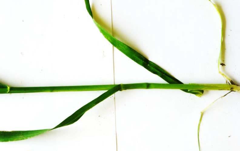 stem diameter Even if tillers are not exposed to the PGR, the elongation retarding effect can be observed on the tiller