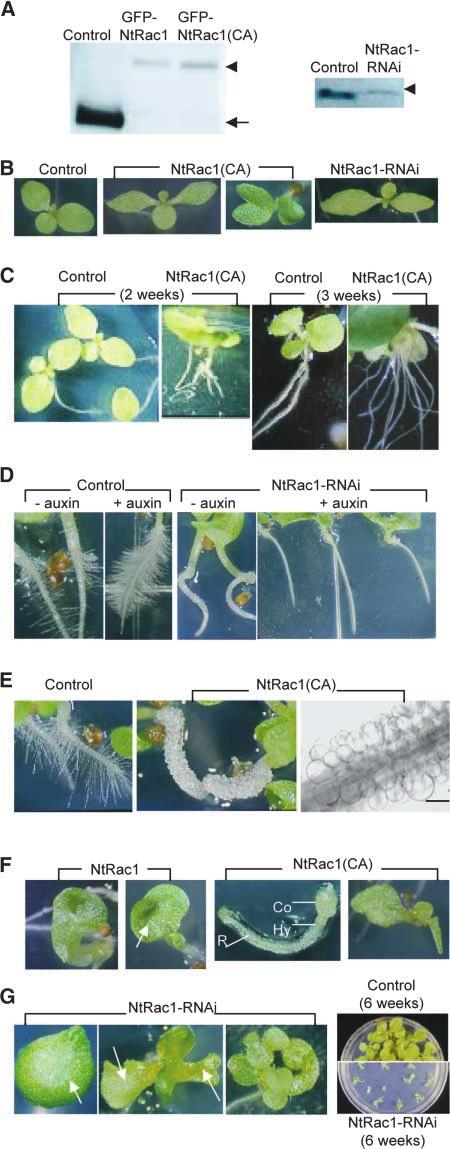 10 The Plant Cell seems plausible that in response to auxin stimulation, NtRac1 may activate one or more MAPK cascades that regulate auxin-mediated gene expression.