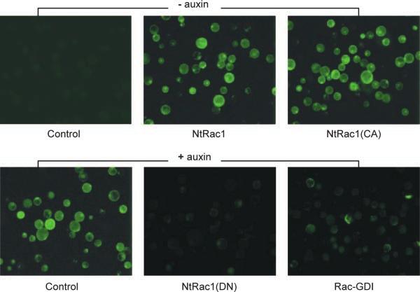 Small GTPase Signaling of Auxin Response 3 Figure 1. GH3-GFP Is Stimulated by Auxin and Regulated by NtRac1. All samples were cotransfected with the reporter gene GH3-GFP and the transgene indicated.