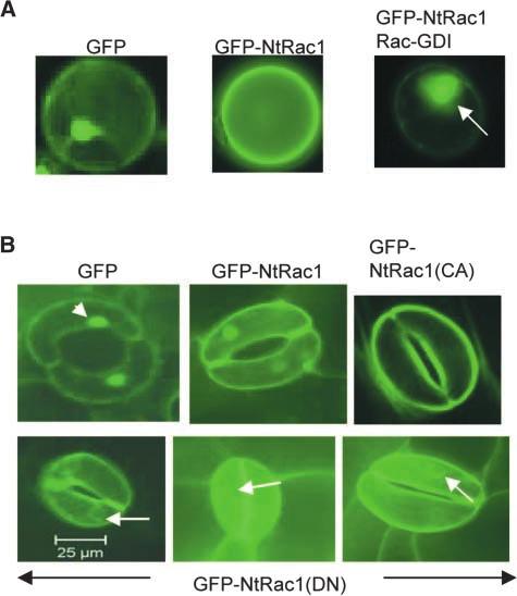 Small GTPase Signaling of Auxin Response 7 left), but the effects of the transgenes were clearly observable (Figures 3 and 6A, gel at right).
