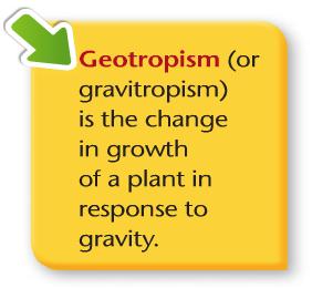 They grow away from light. Roots are positively geotropic.