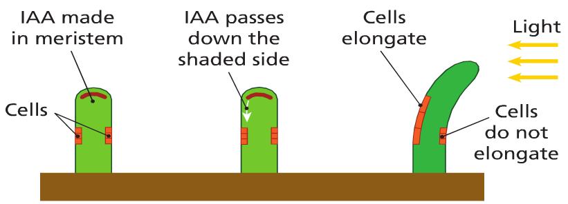 Phototropism Auxin loosens cell walls and allows the cell to stretch. It activates an enzyme that breaks down cellulose. So the cells in the shade grow longer. Steps in Phototropism 1.