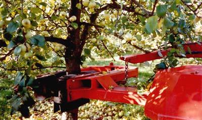 Growers can use mechanical tree shakers if