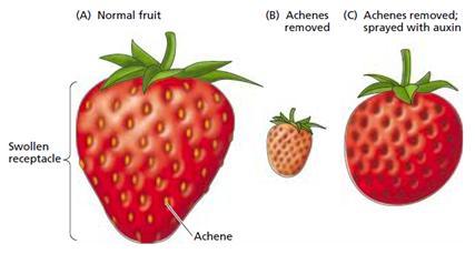 Above describes the effect of auxin on strawberry development.
