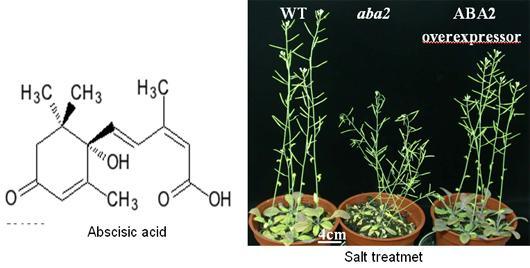 transgenic Arabidopsis overexpressing ABA2 with elevated ABA