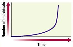 Population Exponential Model of Population Growth: Population