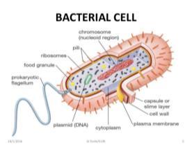Bacteria No nucleus Circular, naked chromosome Plasmids often present No