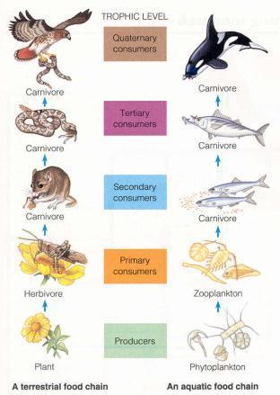 Food Chains Show order of energy transfer Simple link of one organism to the next Arrows