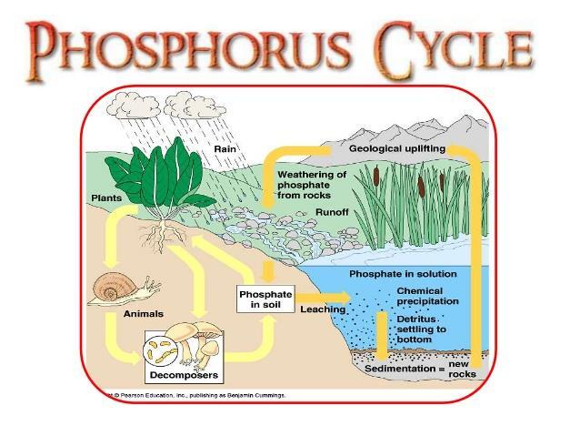 Phosphorus Cycle Nitrogen Cycle The Diversity of Life