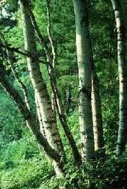 Temperate Deciduous Forest Plant Adaptations Greater diversity