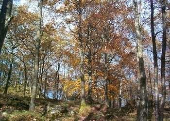 Temperate Deciduous Forest THREATS: Forests cleared to provide