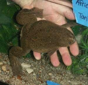 Clawed Frog Asian Shore