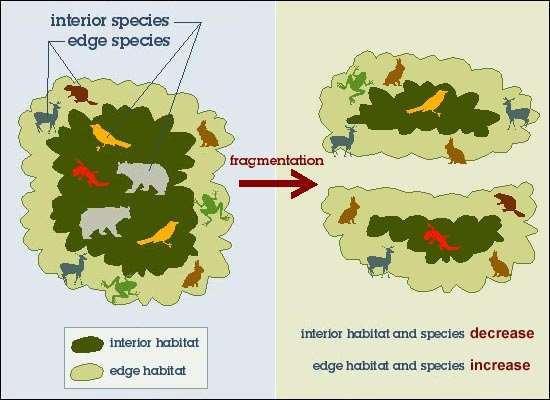 Habitat Fragmentation Larger species in greater danger; large