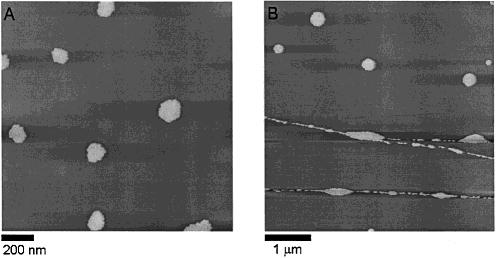 5656 J. Phys. Chem. B, Vol. 106, No. 22, 2002 Tang et al. Figure 4. Disks formed in chloroform (A) and in octane (B).