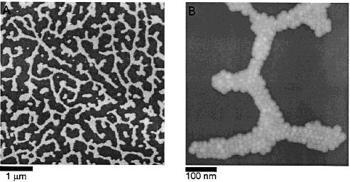 Representatvie spinodal structure (coverage is 35% and solvent used is hexane). (B) A high-resolution image showing individual particles in the ribbon structure. at about T* ) 0.41 and F* ) 0.78.