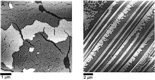 5658 J. Phys. Chem. B, Vol. 106, No. 22, 2002 Tang et al. Figure 9. (a) AFM image of cracks in the monolayer/bilayer film of CdSe nanocrystals after drying.