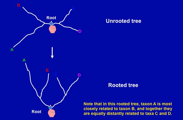 Rooting a tree establishes the direction of evolution Evolution is now proceeding from