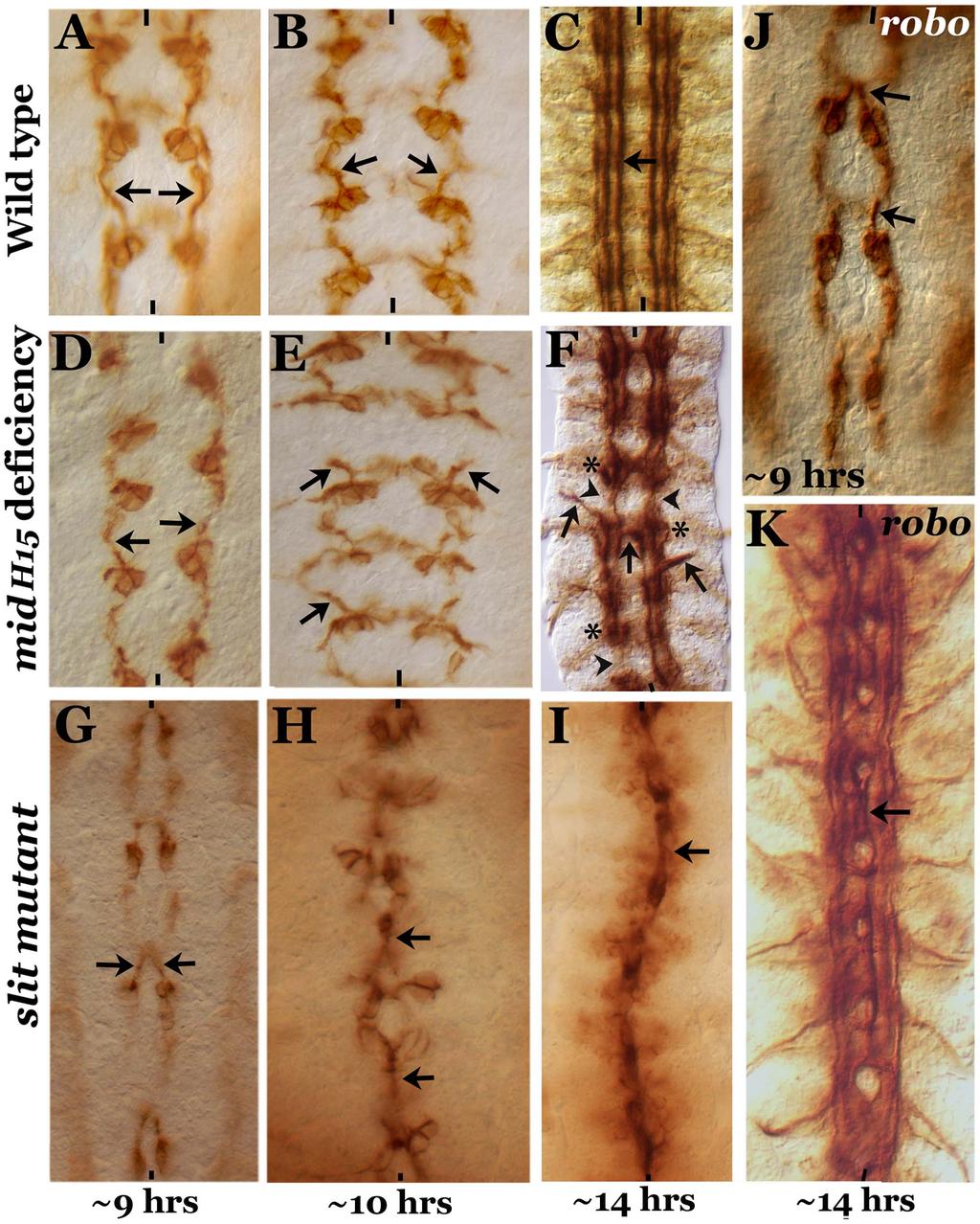 Figure 1. Comparison of axon guidance defects in mid, slit and robo mutants.