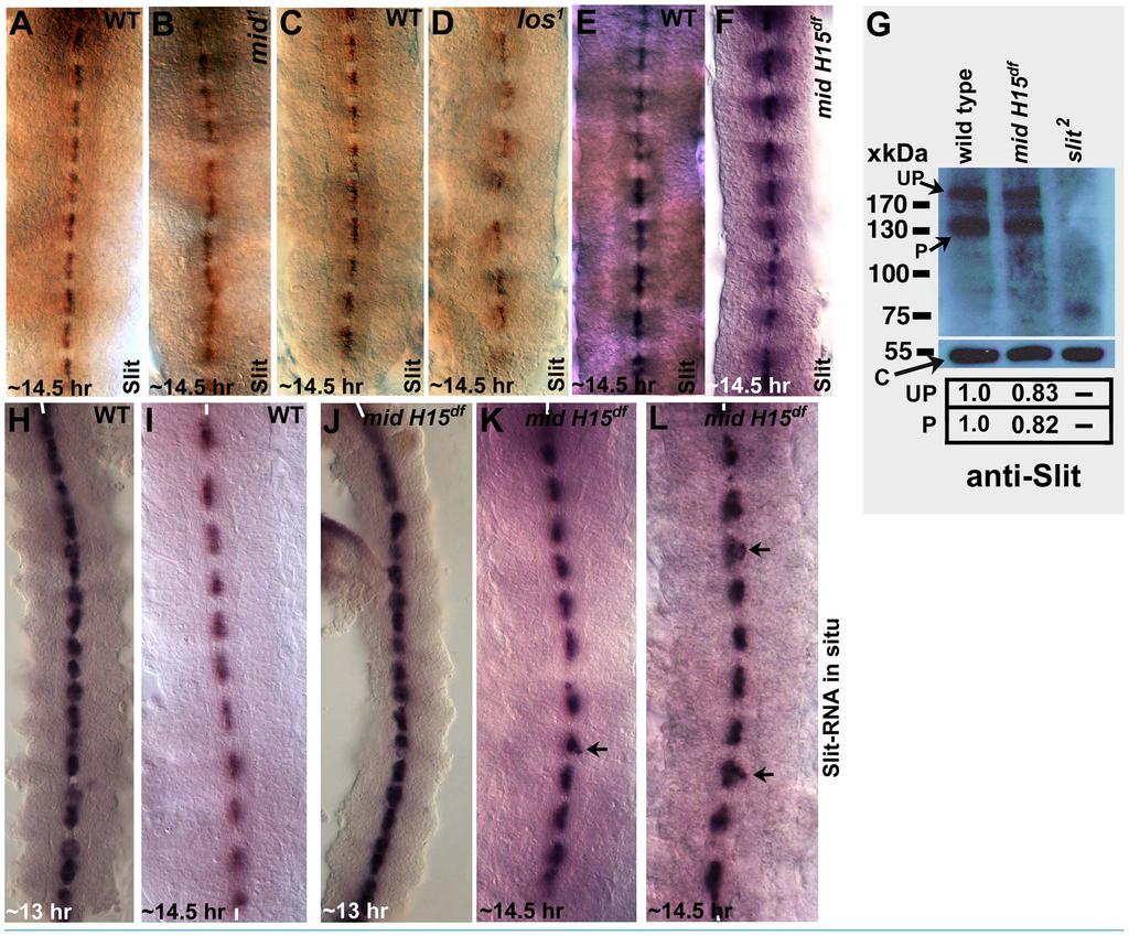 Figure 3. Expression of Slit protein and sli transcription in different mid mutants.