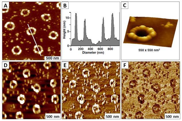 Figure 3.7 Arrangement of ferritin rings prepared on mica substrates using particle lithography.